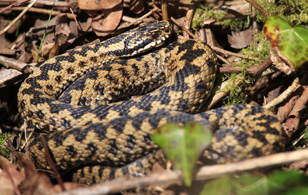 Adder