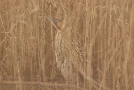 Bittern camouflaged in reedbed