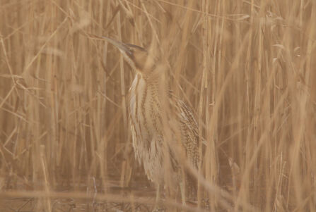 Hiding in plain sight - the art of camouflage | Gwent Wildlife Trust
