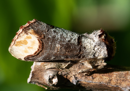 Buff-tip moth camouflaged on twig