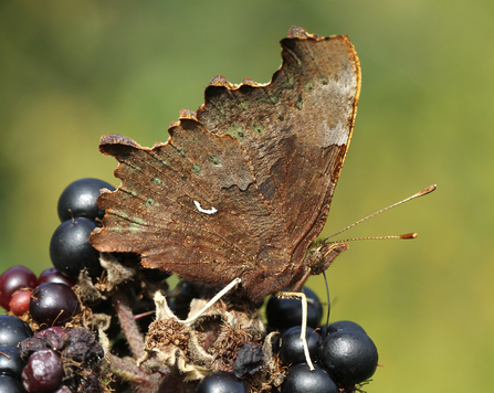 Comma butterfly underwing