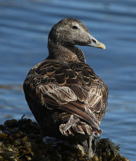 Female eider duck