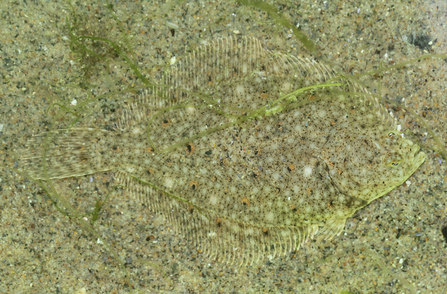 Plaice camouflaged with riverbed