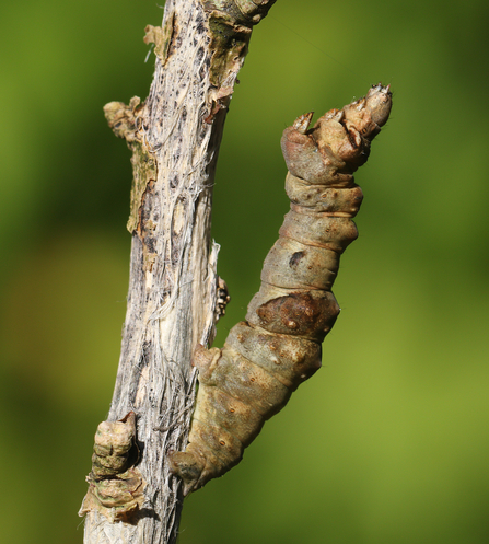 Purple thorn moth caterpillar camouflaged on twig