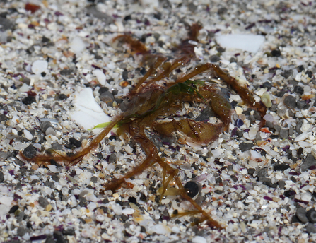 Spider crab using seaweed for camouflage