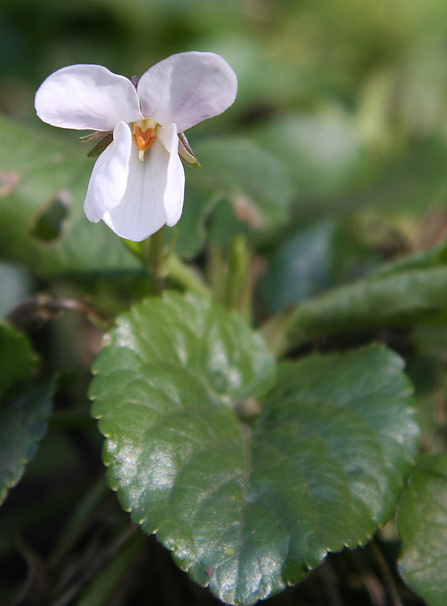 Flowering Sweet Violet