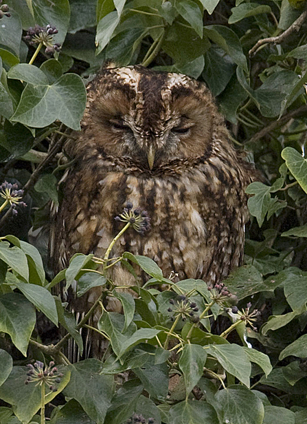 Tawny Owl