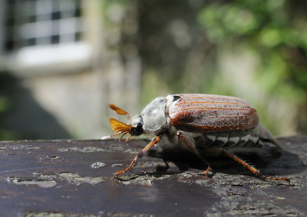 Cockchafer