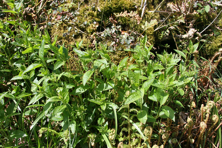 Dog's Mercury