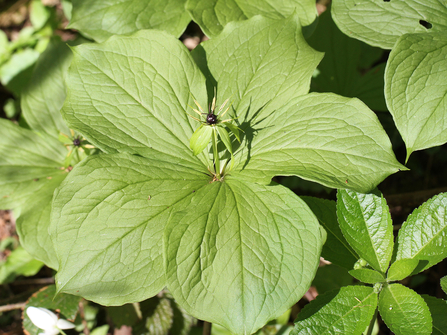 Herb Paris