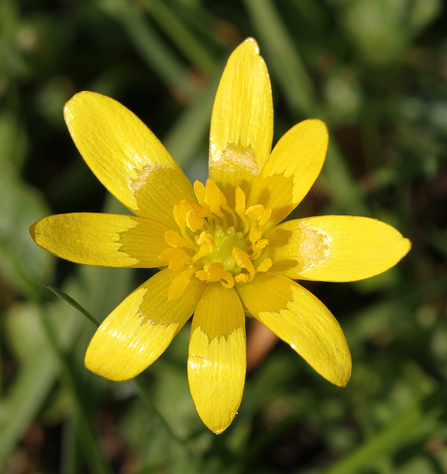 Lesser Celandine