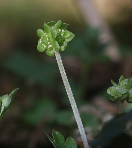 Moschatel