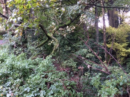 wooded area Abergavenny