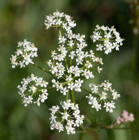 Pignut