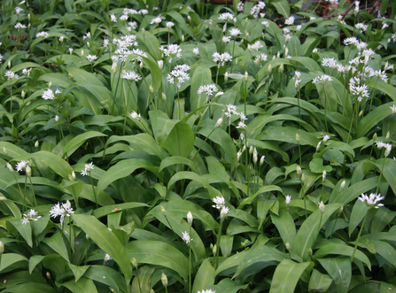 Ramsons in flower