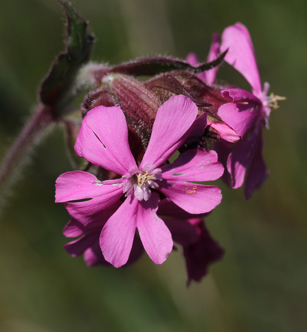 Red Campion