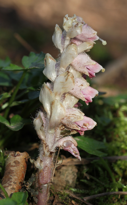 Toothwort