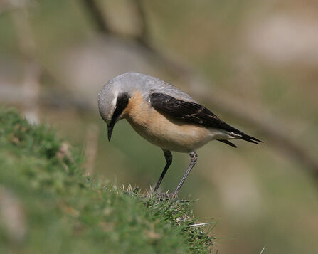 Wheatear (male) by Andy Karran