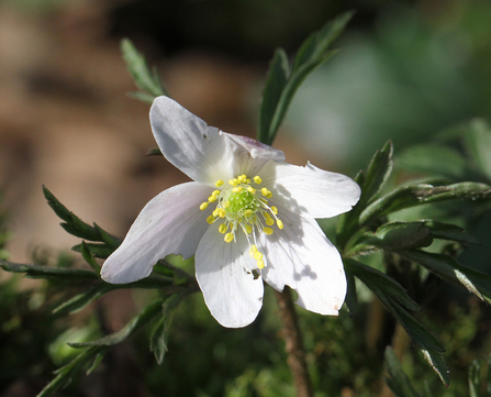 Wood anemone