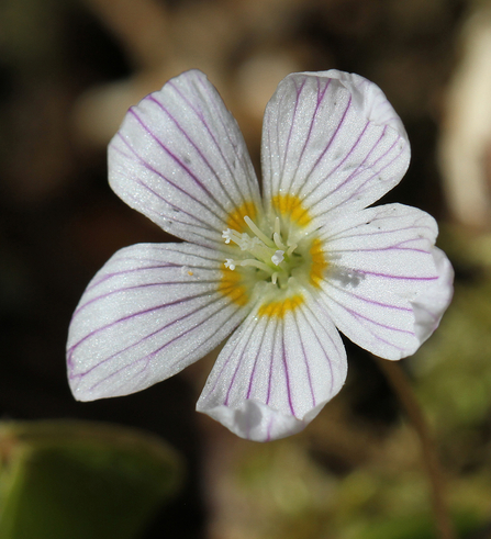 Wood Sorrel