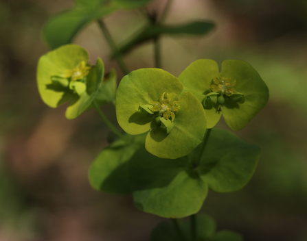 Wood Spurge