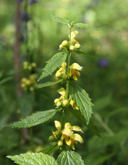 Yellow Archangel