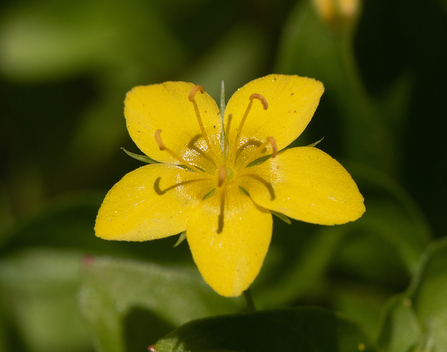 Yellow Pimpernel