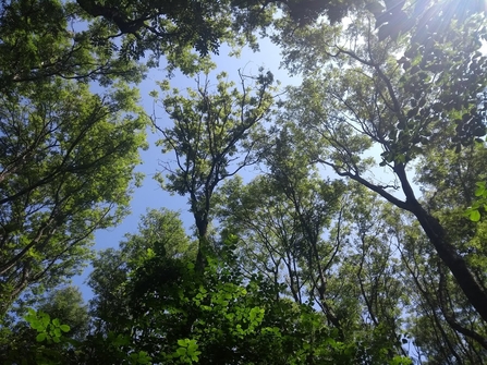 Ash Dieback in the canopy of Piercefield Woods nature reserve