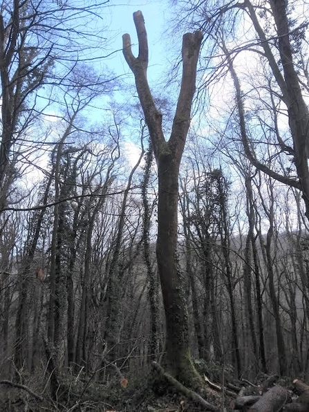 An Ash tree cut into a monolith