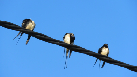 swallows resting on a wire