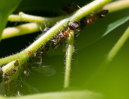 Ants with aphids by Andy Karran