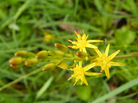 Bog asphodel