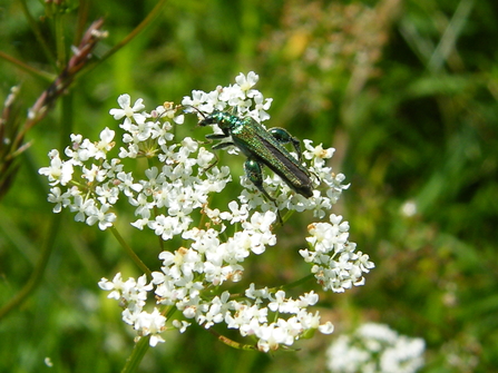 Swollen-thighed beetle