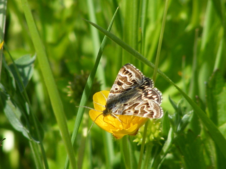 Mother Shipton moth