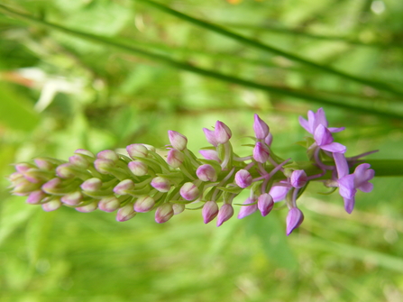 Fragrant orchid