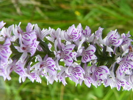 Heath Spotted Orchid