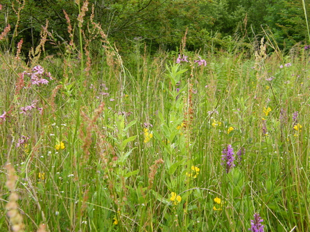 Marshy grassland