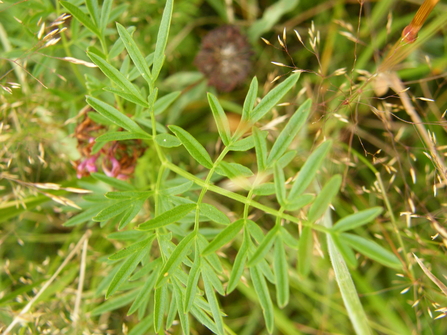 Pepper Saxifrage