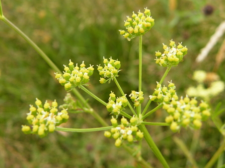 Pepper Saxifrage