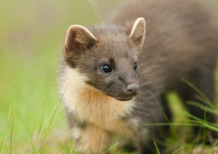Pine Marten - Terry Whittaker/2020Vision