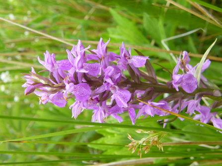 Southern Marsh orchid
