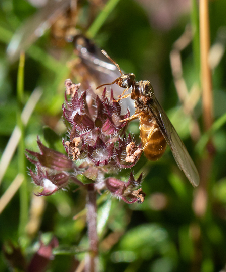 Flying ant queen