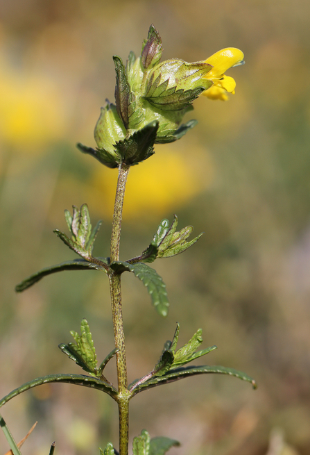 Yellow Rattle by Andy Karran