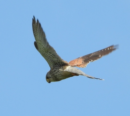 Common Kestrel by Neville Davies