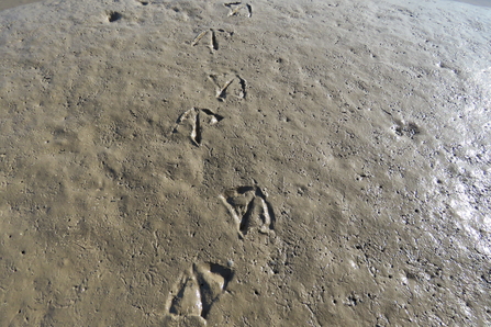 Footprints in the mud