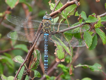 Hairy Dragonfly by Neville Davies