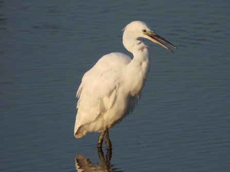 Little egret by Neville Davies