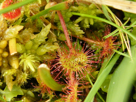 Round-leaved Sundew 