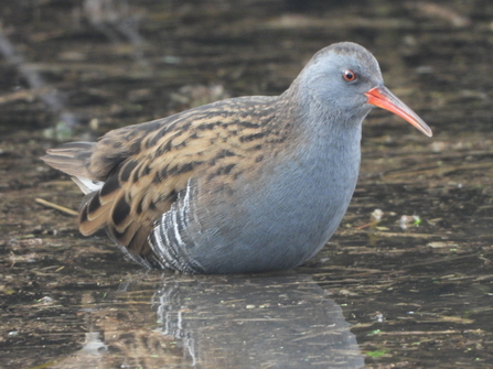 Water Rail by Neville Davies