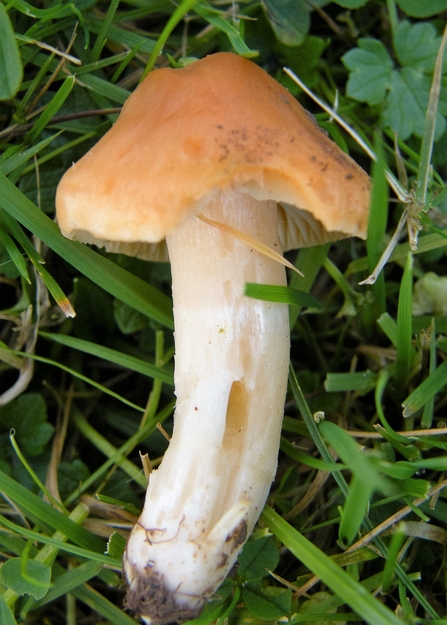 Meadow waxcap by Viv Green